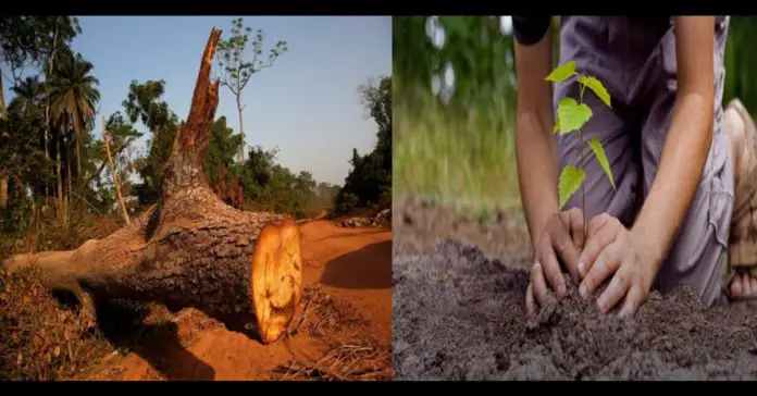 SC said that cutting 90-year-old tree and planting sapling is not same SC said that cutting 90-year-old tree and planting sapling is not same